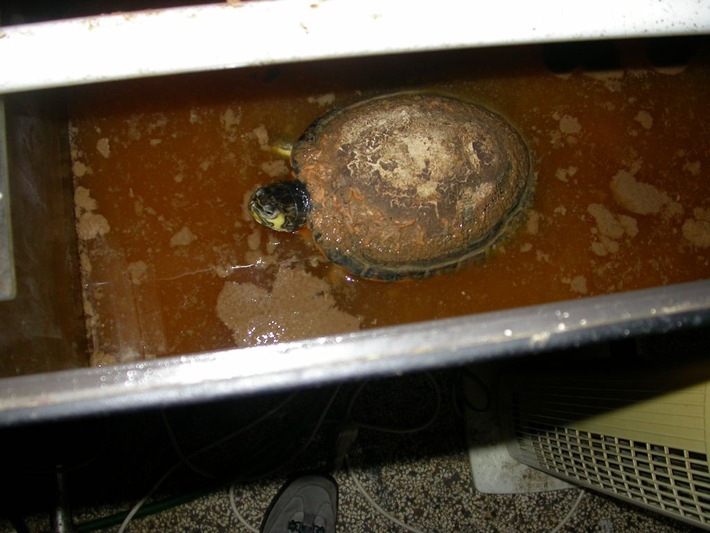 POL-F: 070713 - 0814  Gallus: 29 Buntratten und drei Schmuckschildkröten beschlagnahmt