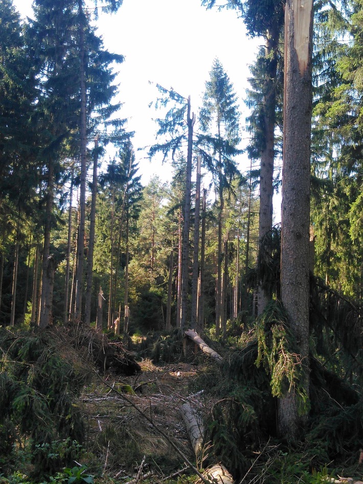 DBU: Sperrung der DBU-Naturerbefläche Hartmannsdorfer Forst