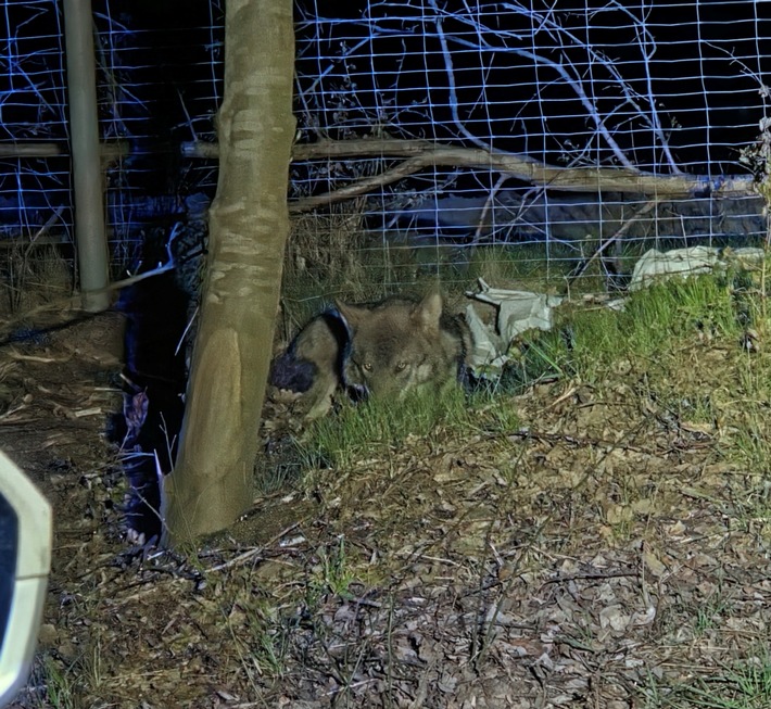 POL-CUX: Verkehrsunfall mit Wolf auf der BAB27 - Hoher Sachschaden - Tier nach Rücksprache mit Amtsärztin des Veterinäramts des Landkreies Cuxhaven durch Jagdpächter erlegt (Foto im Anhang)