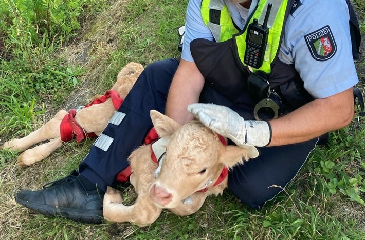 POL-DO: Ein Kalb auf der A44: Autobahnpolizei nimmt Tier im Streifenwagen mit