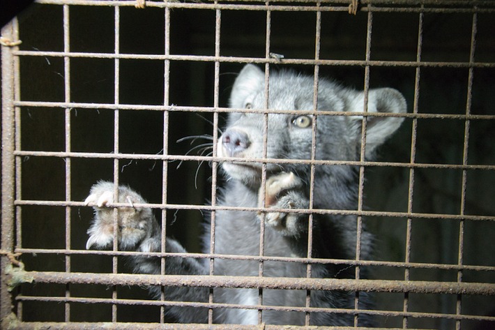 Stopp Pelz! Ein Aufruf von ProTier zum Welttierschutztag am 4. Oktober 2013 (BILD)
