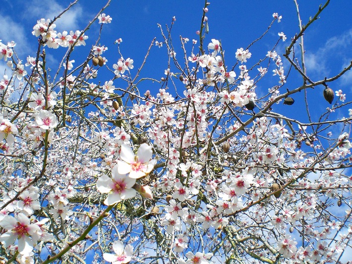 Mandelblüte lässt bei alltours auch die Nachfrage auf Mallorcaurlaub kräftig sprießen / Buchungsplus im Winter für Reisen auf die Balearen