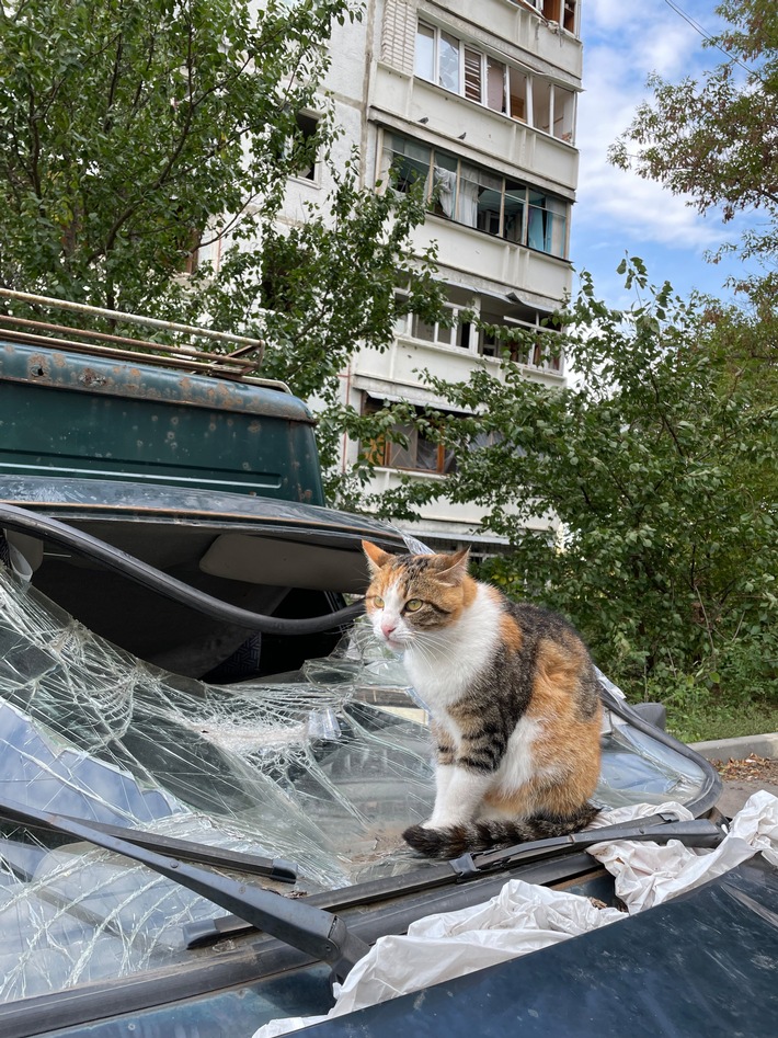 Jahresrückblick auf PETA HELPS UKRAINE - das größte karitative Projekt in der Vereinsgeschichte von PETA Deutschland