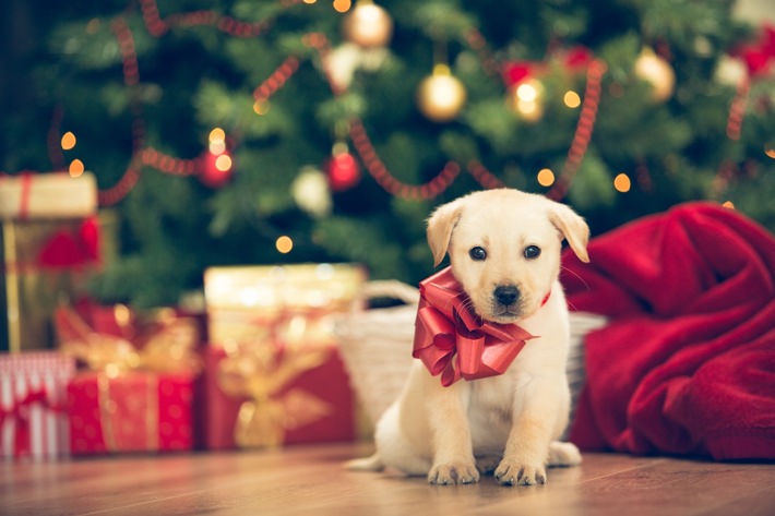 Presse-Info: Keine Tiere unter dem Weihnachtsbaum