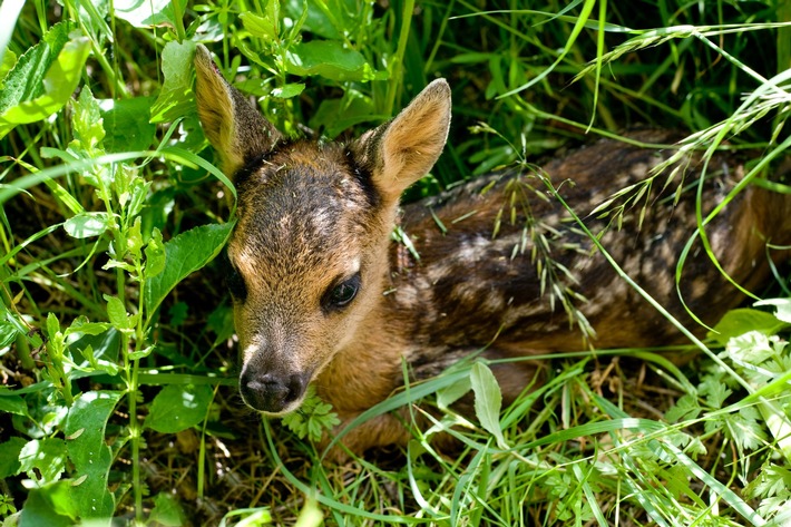 DBU: Schnelle Hilfe für Wildtiere per App