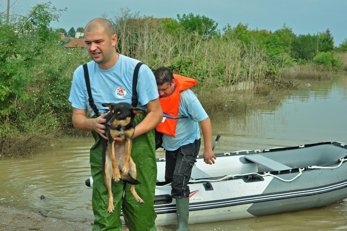 VIER PFOTEN auf Einladung der bulgarischen Behörden im Hochwasser-Hilfseinsatz / Kooperation mit Rotem Kreuz und Militär: Rettung von Nutz- und Heimtieren in stark betroffener Stadt Mizia (BILD)