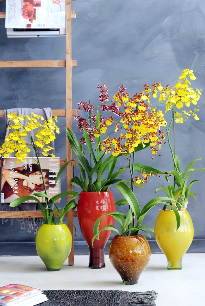 Oncidium Orchidee ist Zimmerpflanze des Monats August / &quot;Tanzende Prinzessin&quot;: Oncidium verzaubert Wohnräume (BILD)