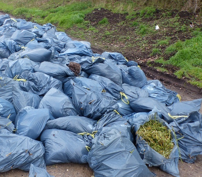 POL-DN: Müllsäcke mit Cannabispflanzenresten illegal entsorgt
