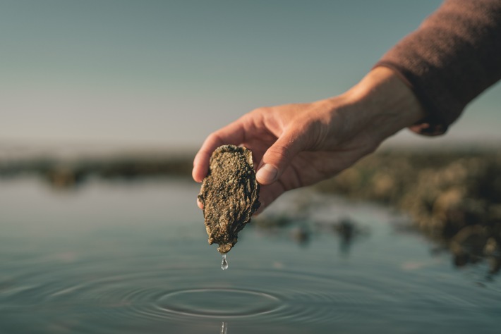 Austern schlemmen in Dänemark