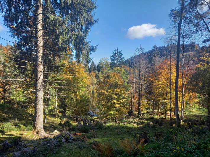 Staatsforstbetriebe sollen EU-Naturschutz nicht untergraben!