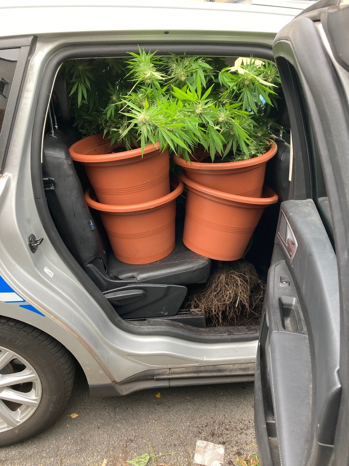 POL-ME: Richtiger Riecher: Polizei stellt Cannabis-Pflanzen sicher - Hilden - 2310016