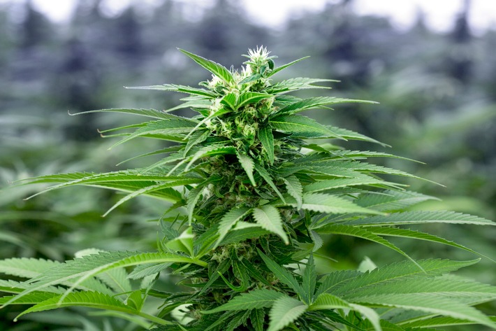 1.Medizinisches Cannabis.jpg