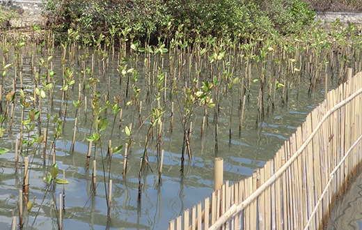 Internationale Studie: Angepflanzte Mangroven speichern in bis zu 40 Jahren 75% des Kohlenstoffs natürlicher Mangrovenwälder