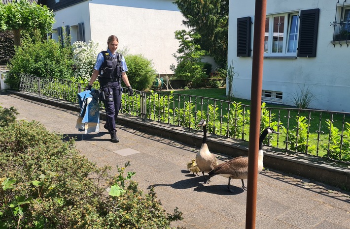 POL-WES: Neukirchen-Vluyn - Polizei "Gans" hilfreich