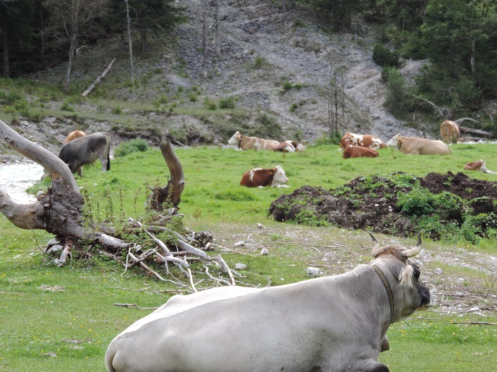 Traditionelle Viehwirtschaft auf den Hochalmen im Karwendel-Naturpark.JPG