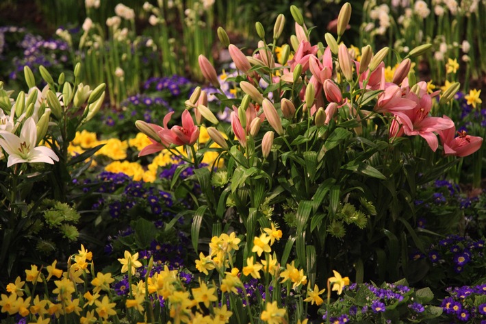 Grüne Woche 2013: Boulevard der Blumen (BILD)