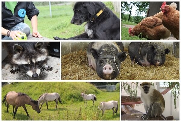 Presseeinladung: 15 Jahre Tierschutzzentrum Weidefeld