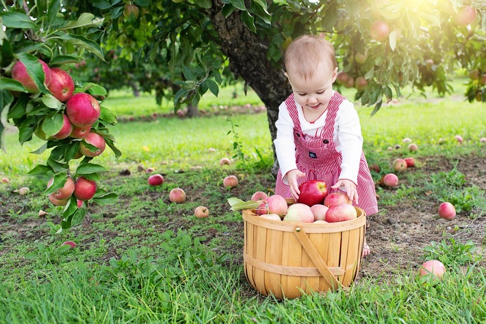 Mehr Bäume für Kinder - Warum Obstgehölze auf Kita-Geländen wichtig sind