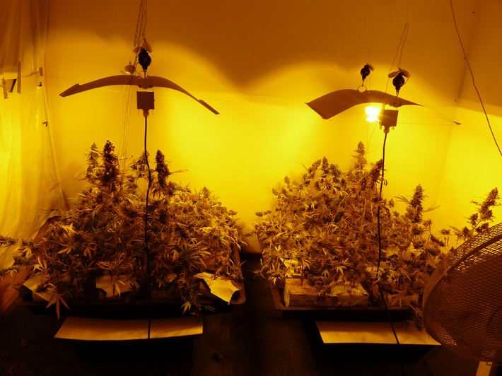 POL-AA: Ostalbkreis: Cannabis-Plantage entdeckt-Tatverdächtiger in U-Haft
