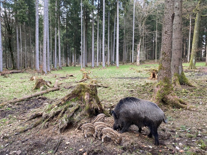 Pressemitteilung Nr. 070/2023 der Leibniz Universität Hannover  Das Wildschwein-Paradoxon – endlich gelöst