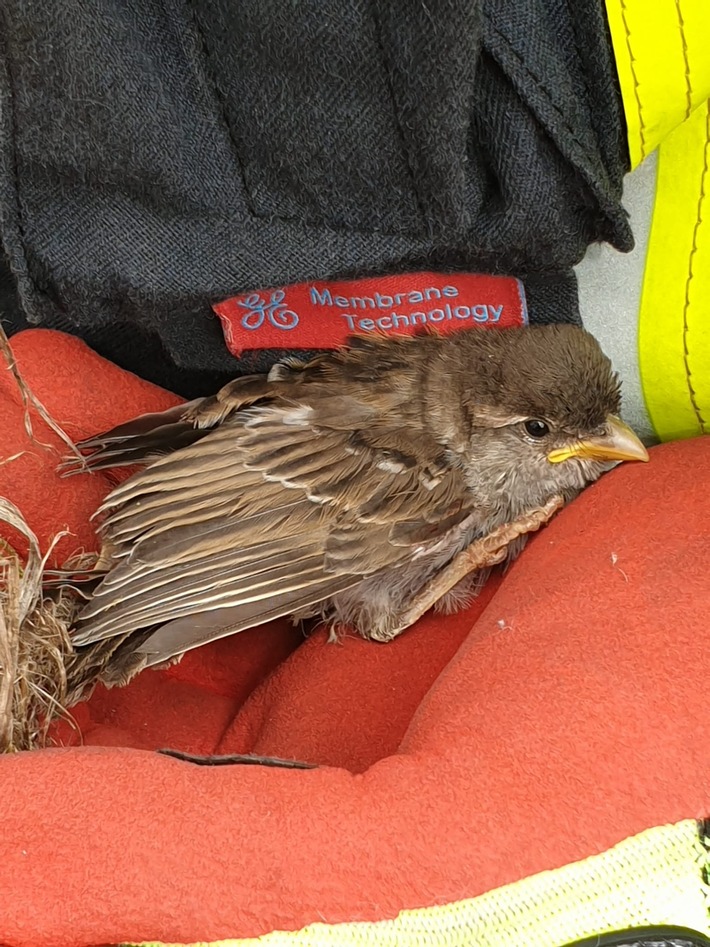 FW Celle: Haushaltsunfall in Vogelwohnung - Celler Feuerwehr rettet Spatz!