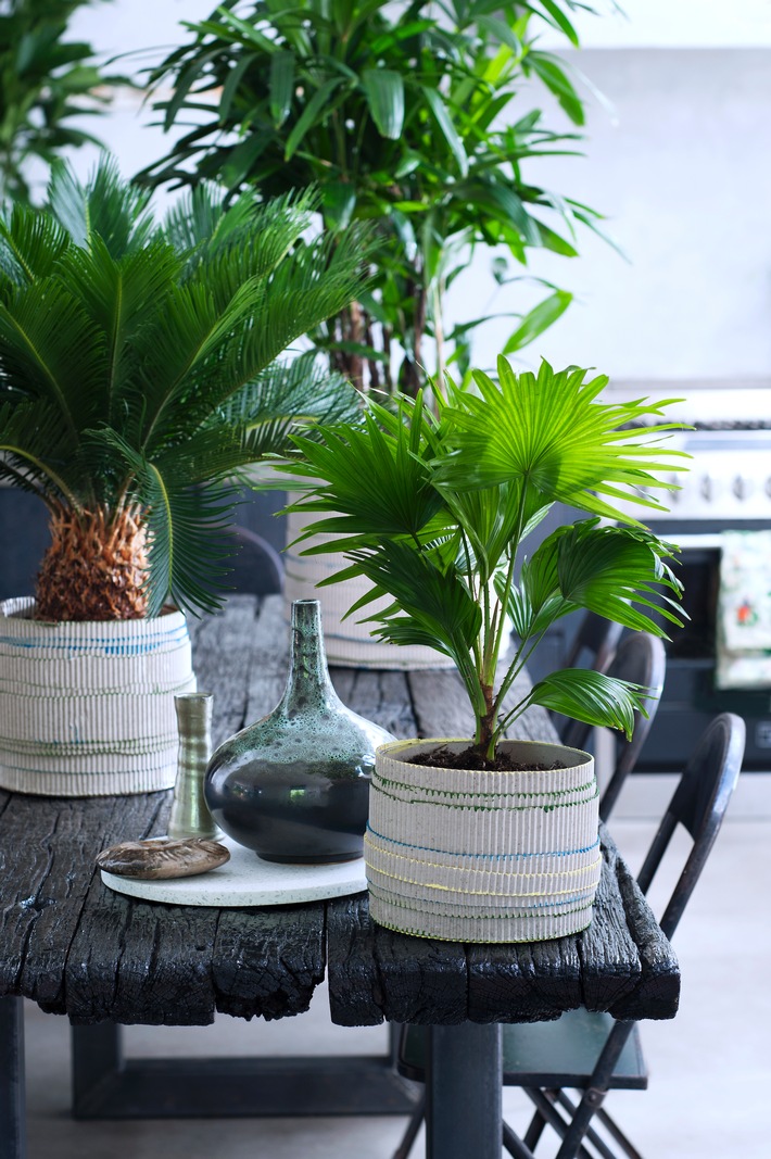 Exklusive Palmen sind Zimmerpflanzen des Monats Februar / Harmonie pur mit grünen Indoor-Palmen