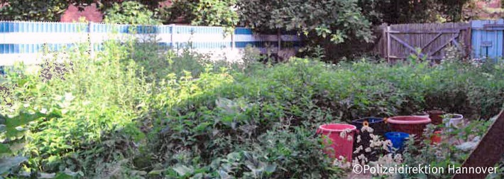 POL-H: Polizei enttarnt Outdoorplantage