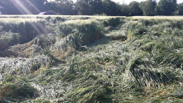 POL-PDWO: Landwirtschaftliche Flächen beschädigt