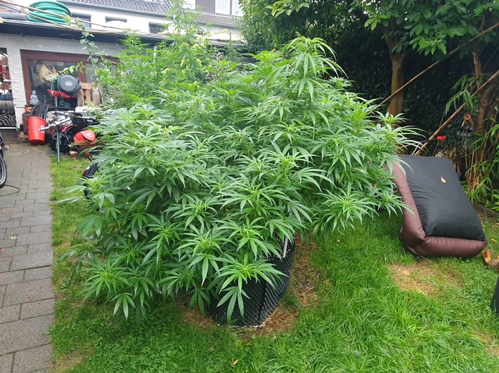 POL-K: 250910-4-K Kripo Köln stellt gestohlene IPads sicher und erntet Cannabis-Plantage ab
