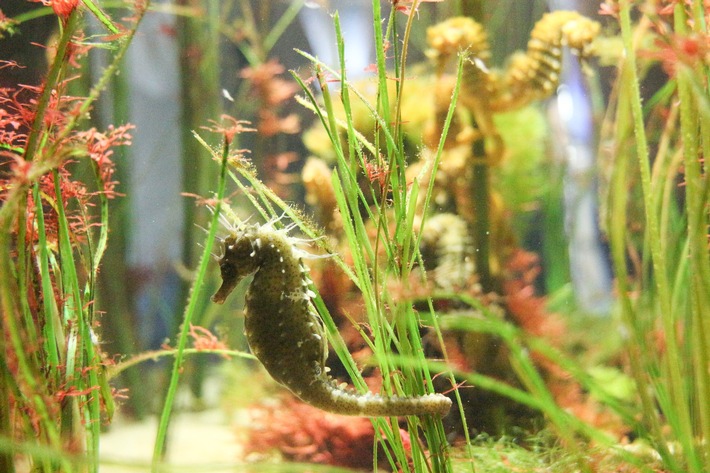 Naturraum Nordsee: Schleswig-Holsteins Wattenmeer erleben zwischen Ebbe, Flut und Tierwelt