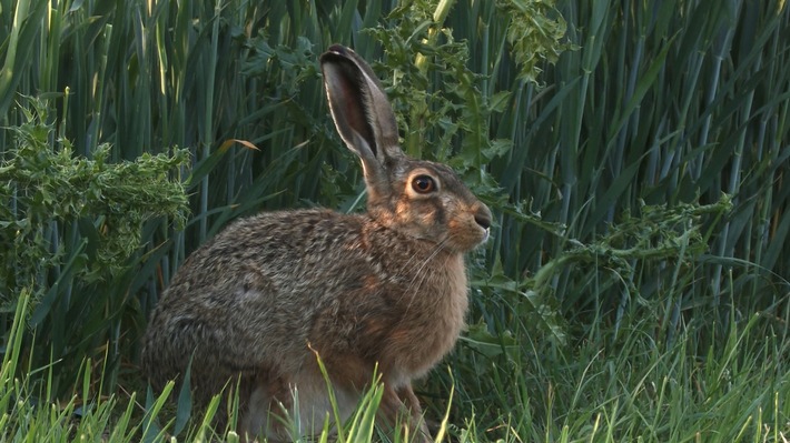 "Kampf um Wildkatze und Co." / ZDF-Magazin "planet e." über das Artensterben in Deutschland (FOTO)