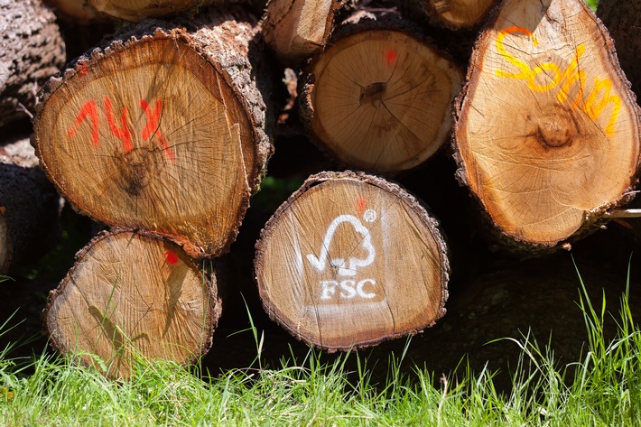 Sind Deutschlands Wälder fit für die Zukunft? Das FSC-Zertifikat wird immer wichtiger