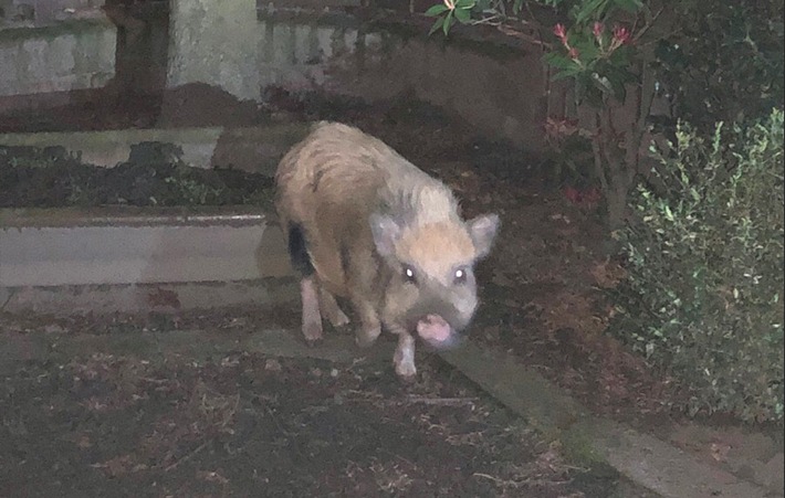 POL-ST: Emsdetten, Schwein ausgebüxt