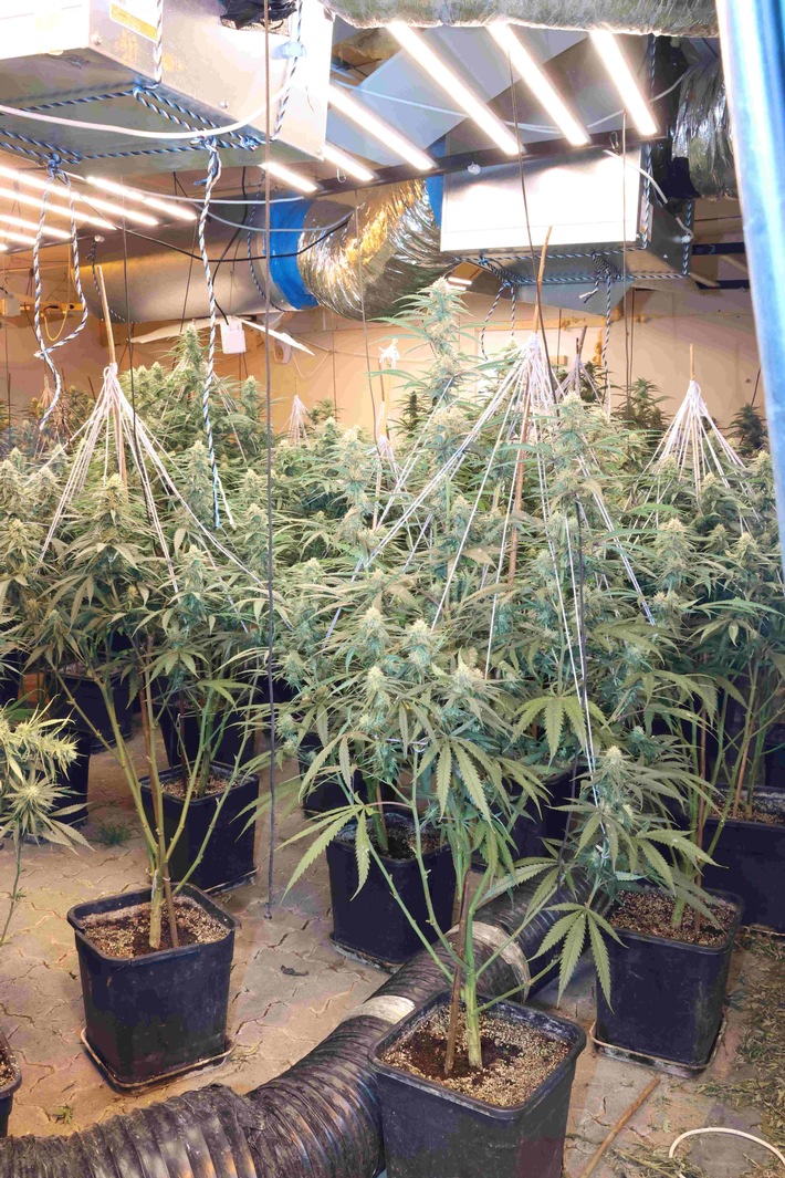 Mittelhessen: Landreis GIESSEN und MARBURG-BIEDENKOPF: Sicherstellungen nach Durchsuchungsbeschluss bei mutmaßlichen Drogendealern+Tote Katzen in Reiskirchen aufgefunden