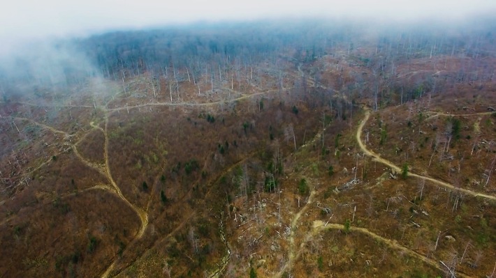 "planet e." im ZDF über billige Möbel und kostbare Wälder