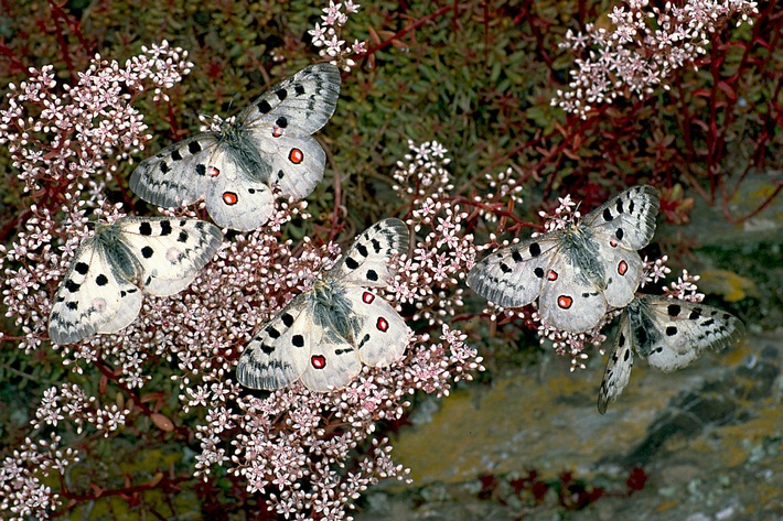 Schmetterling des Jahres 2024: Mosel-Apollofalter / Majestätischer Falter durch Pestizideinsatz vom Aussterben bedroht