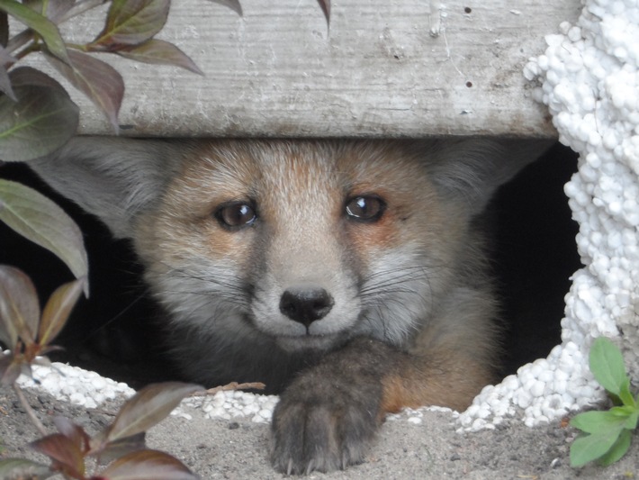 Berlinerinnen und Berliner beobachten "Füchse & Co. - Wildtiere in der Stadt - rbb sucht wieder Geschichten, Fotos und Videos