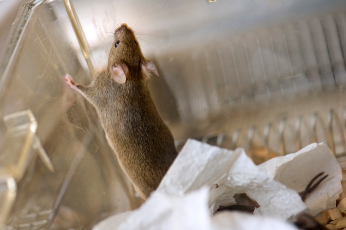 Plus de 1400 scientifiques suisses protestent contre une interdiction de l