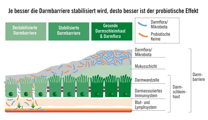 Verdacht auf Reizdarm? Darmbarriere prüfen lassen / Immer wieder Durchfall, Blähungen, Krämpfe: Noch ganz dicht (im Darm)?