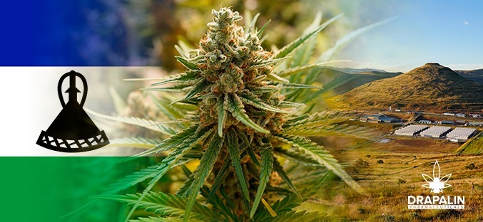 Medicinal Cannabis from Lesotho / Weiterer Text über ots und www.presseportal.de/nr/157679 / Die Verwendung dieses Bildes ist für redaktionelle Zwecke unter Beachtung ggf. genannter Nutzungsbedingungen honorarfrei. Veröffentlichung bitte mit Bildrechte-Hinweis.