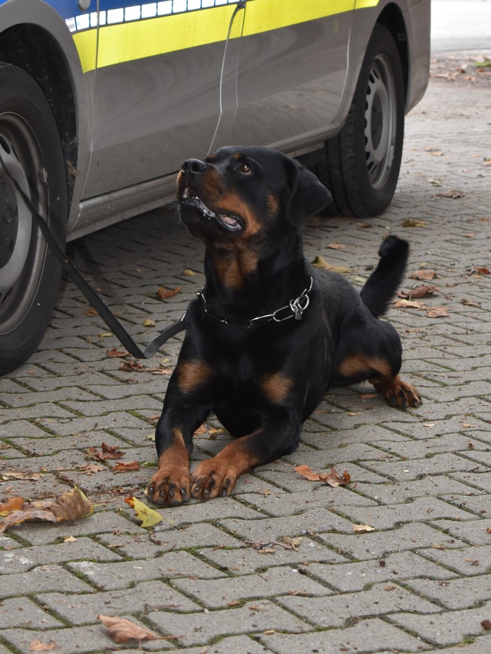 POL-DU: Wanheimerort: Polizeihund Leon stellt jugendlichen LKW-Dieb