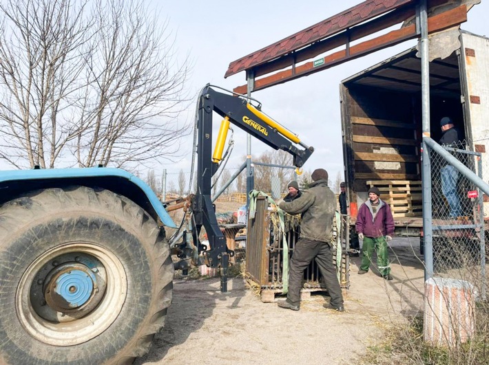 Ukraine: évacuation de cinq ours de Kiev vers le refuge de QUATRE PATTES dans l&#039;ouest du pays