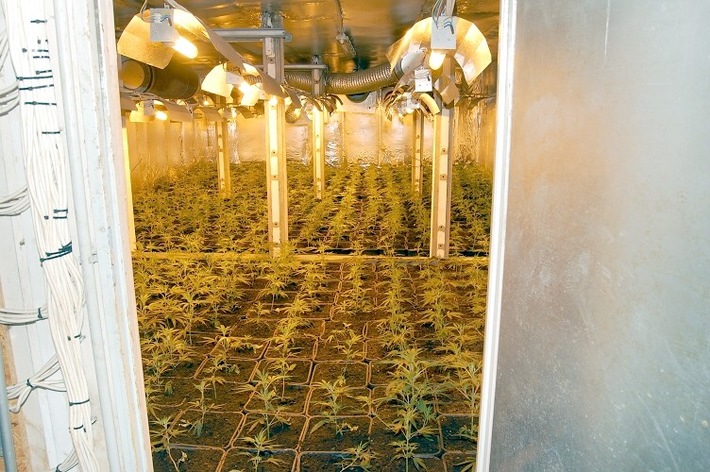 POL-REK: Massenweise Cannabispflanzen warteten auf die Ernte