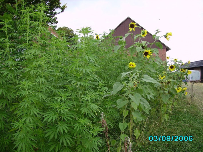 POL-STH: Cannabis mitten in Wendthagen angepflanzt