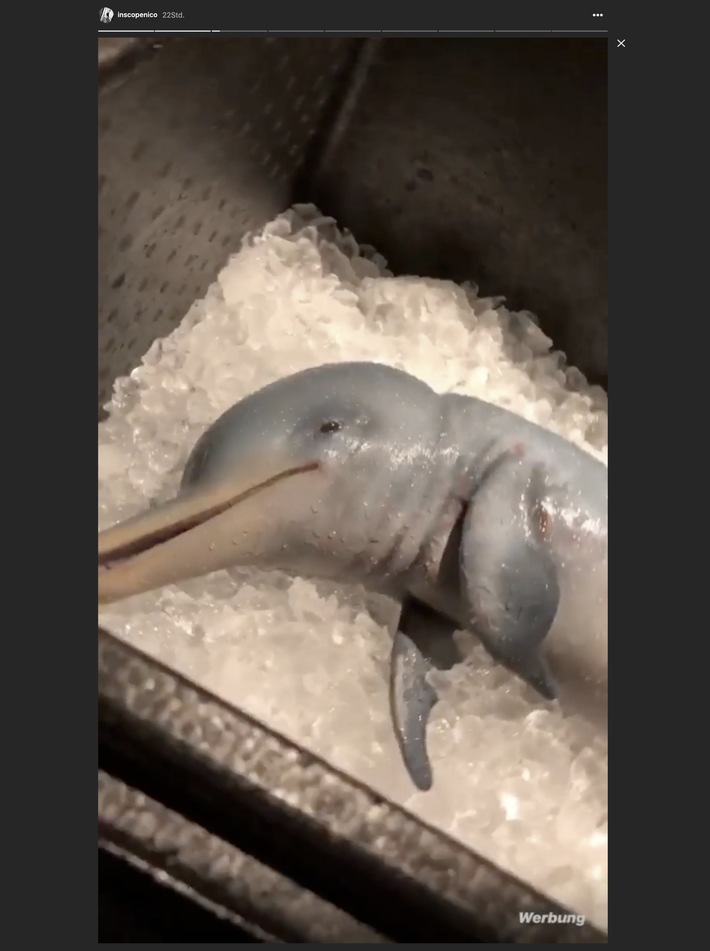 Instagram Influencer verspeist Baby-Delfin / Ein radikaler Prank von followfish für nachhaltigeren Lebensmittelkonsum