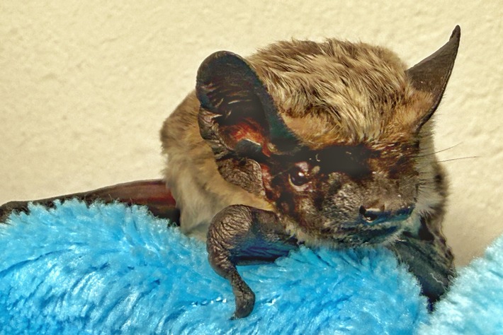 HZA-D: Zoll rettet Fledermaus am Düsseldorfer Flughafen / Verirrtes, geschwächtes Tier vom Zoll aus misslicher Lage befreit und Fledermaus NRW e.V. übergeben