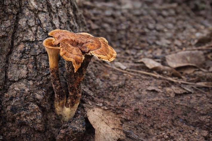 Neue Pilzart aus Afrika nach Kasseler Professor Ewald Langer benannt