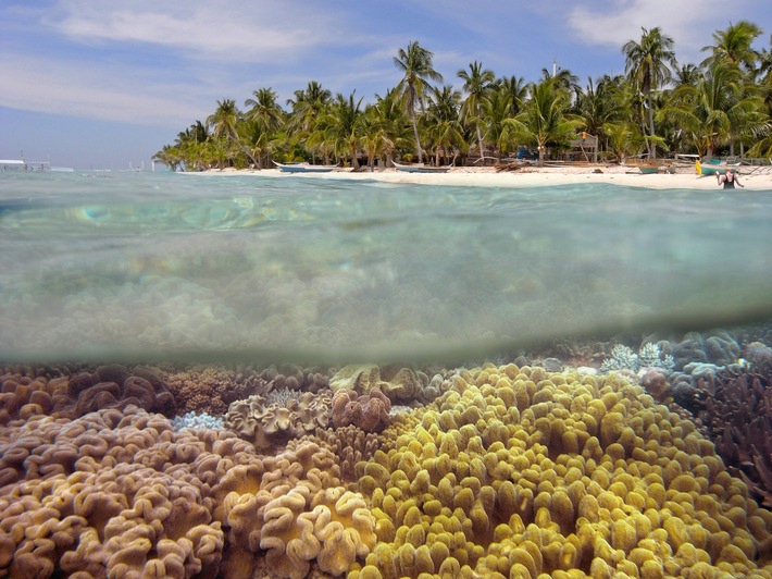 Bedrohte Korallenriffe im Fokus