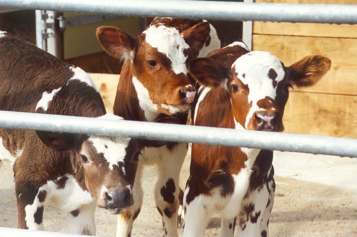 Antibiotikaeinsatz in der Kälbermast geht weiter zurück