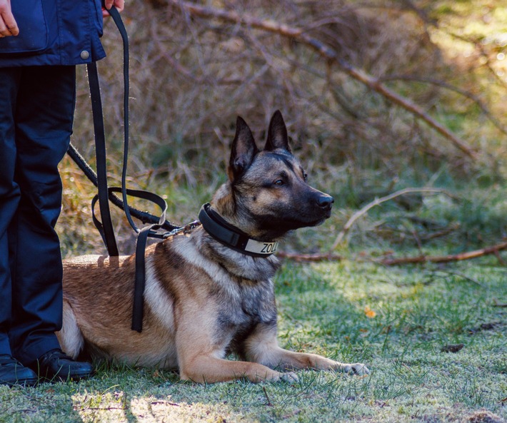 HZA-OS: Spürhund Cracker hatte den richtigen Riecher; Osnabrücker Zoll stellt Drogen im Wert von rund 100.000 Euro sicher